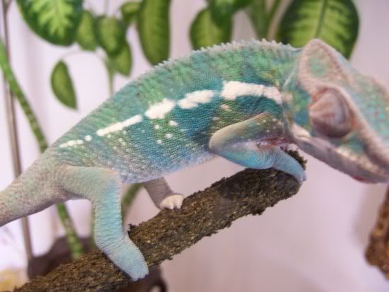 chameleon3.jpg