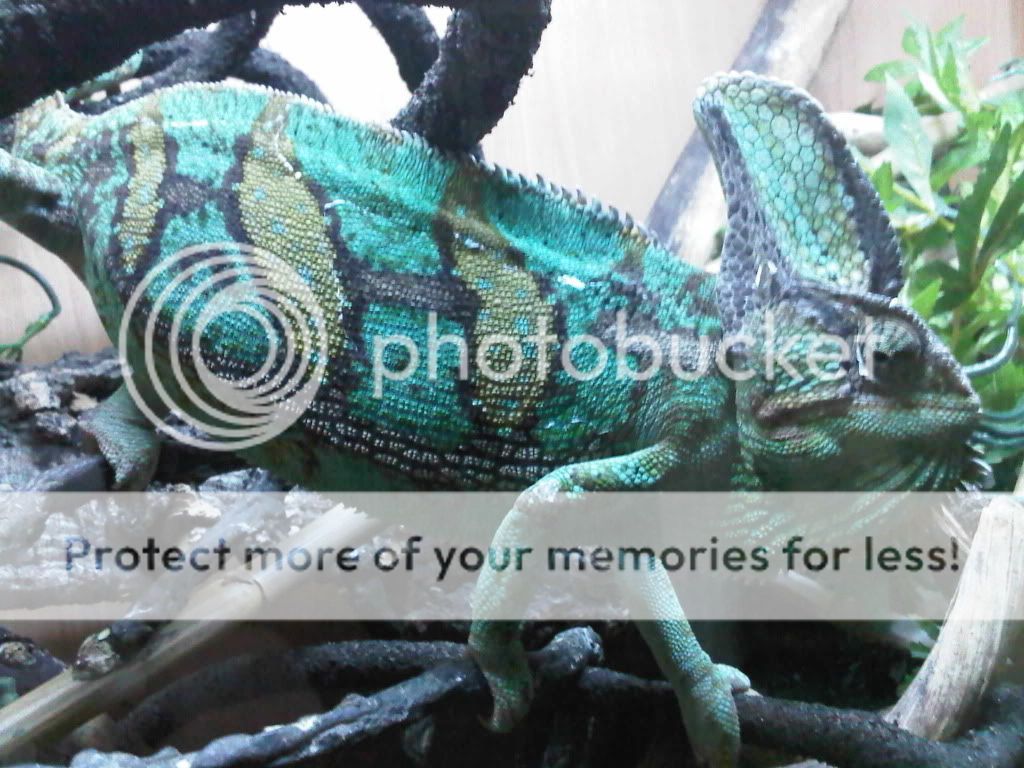 IMG01038-20110810-0953.jpg