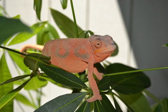 DSC_0221.jpg