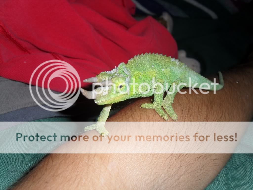 Profileview.jpg