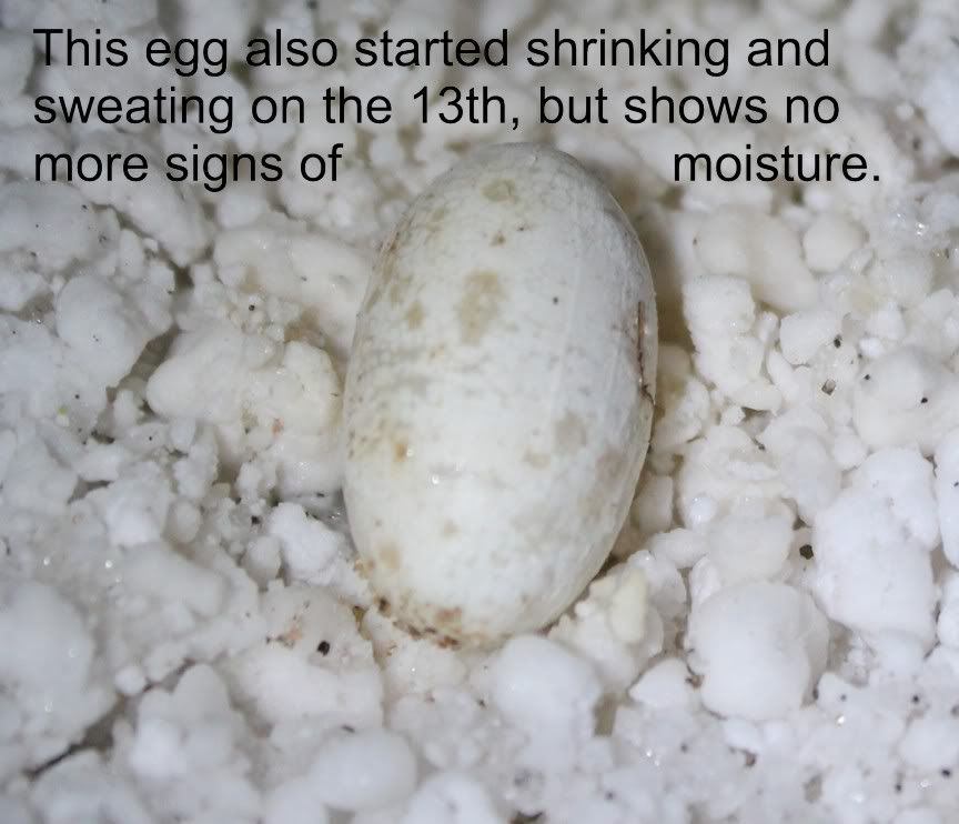 eggupdate2.jpg