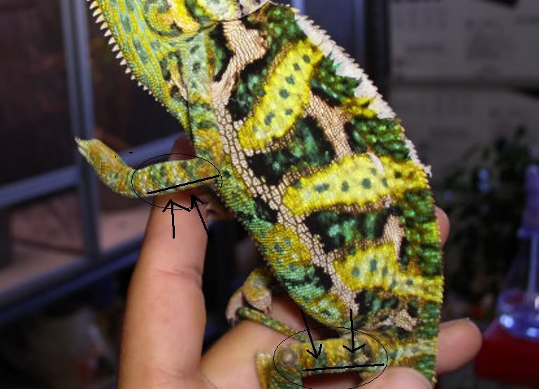 veiledchameleon2.jpg