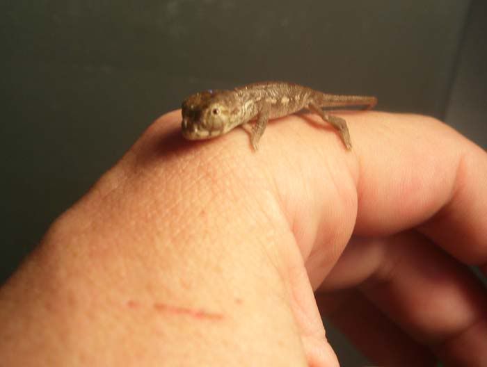 Hatchlings003.jpg
