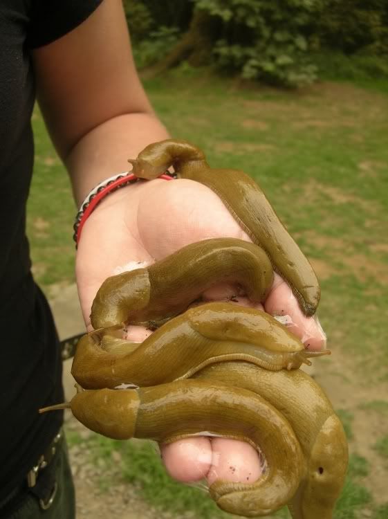slugs.jpg