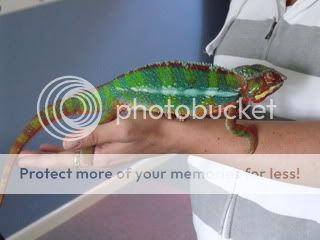 mrchips001.jpg