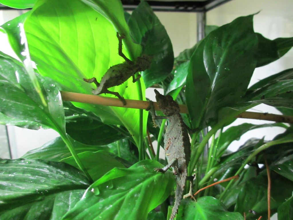 Rhampholeonacuminatus008.jpg