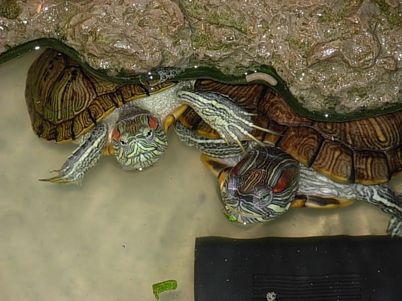 DSCN0821.jpg
