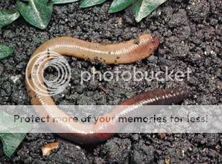 worm.jpg