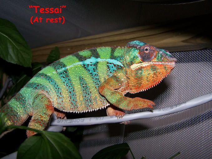 Tessai2.jpg