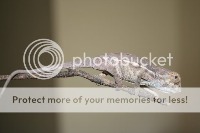 Pantherchameleons004.jpg