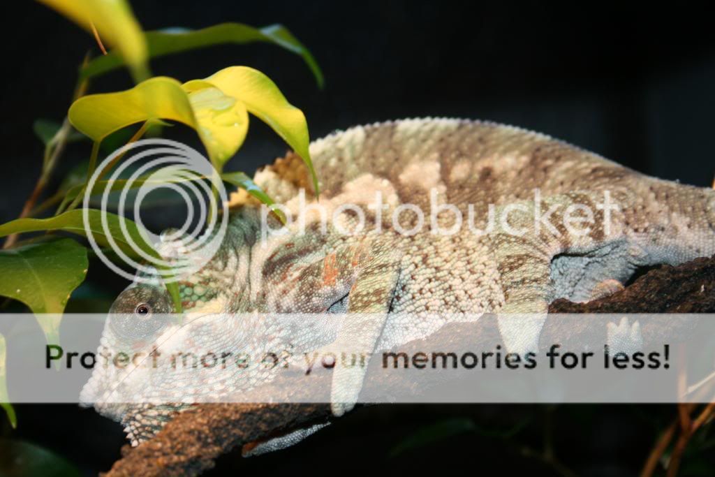 dansboy002_zps48cd5208.jpg
