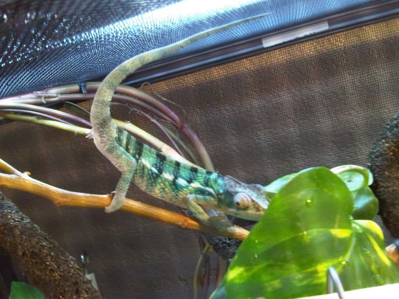 cedricdiggoryOct7firstdayhome.jpg