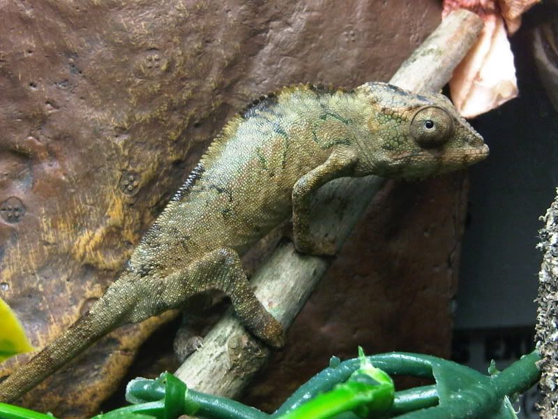 chameleon4138.jpg