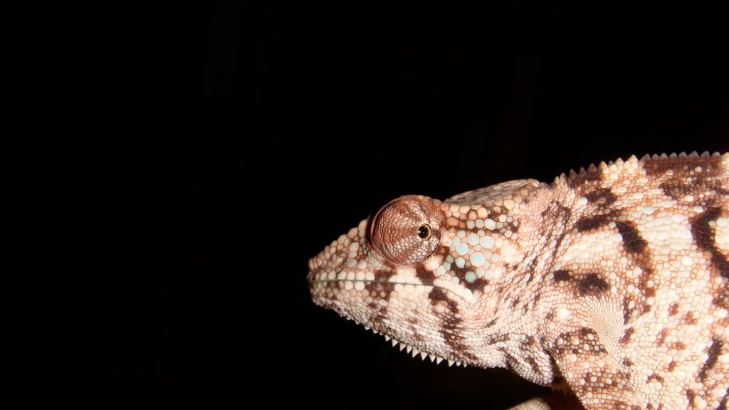 DSC01300.jpg