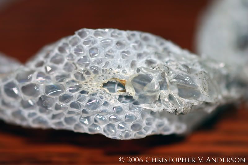 Moreliaviridis031copya.jpg