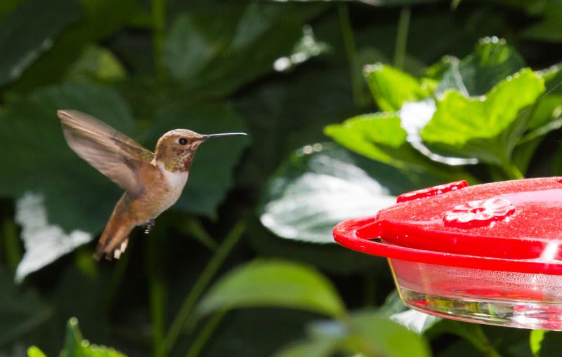Hummingbird05-01-11.jpg