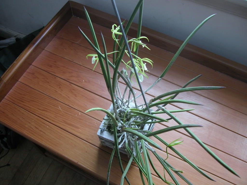 Hangingorchid.jpg