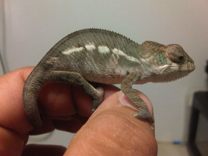 chameleon3010.jpg