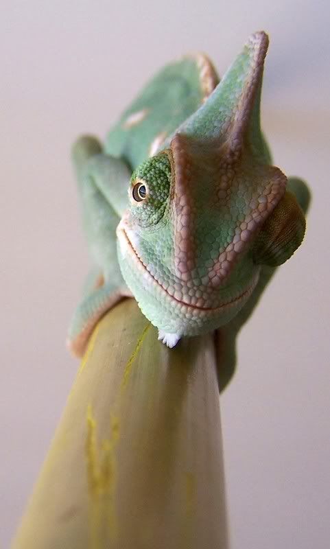 0001Leo014.jpg