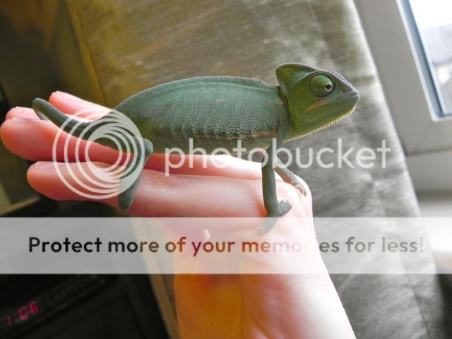 cham1_zps39963686.jpg