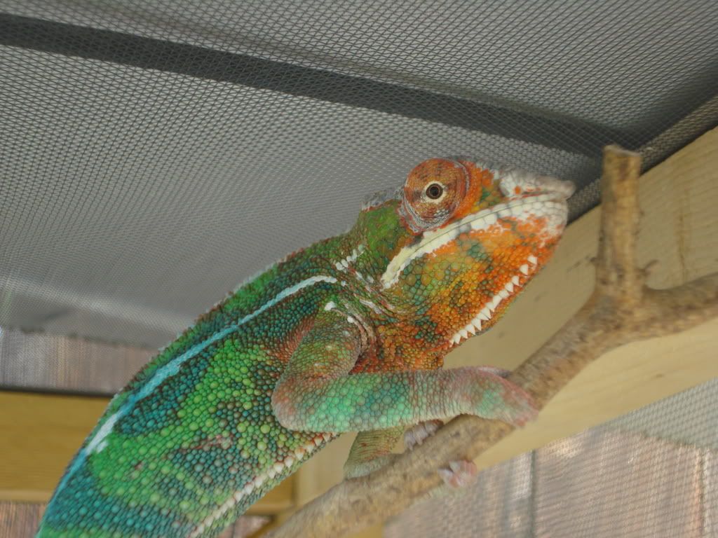 DSC00768.jpg