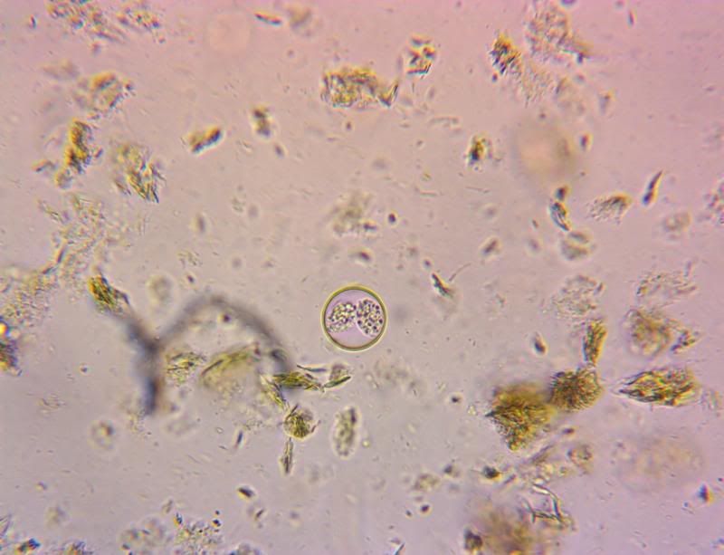 Coccidia240xsm.jpg