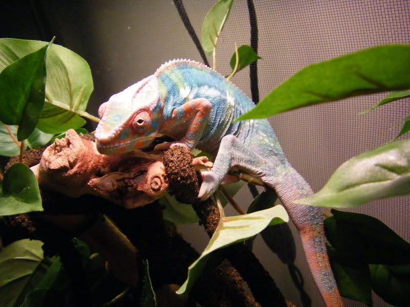 2008_0606chams0004.jpg