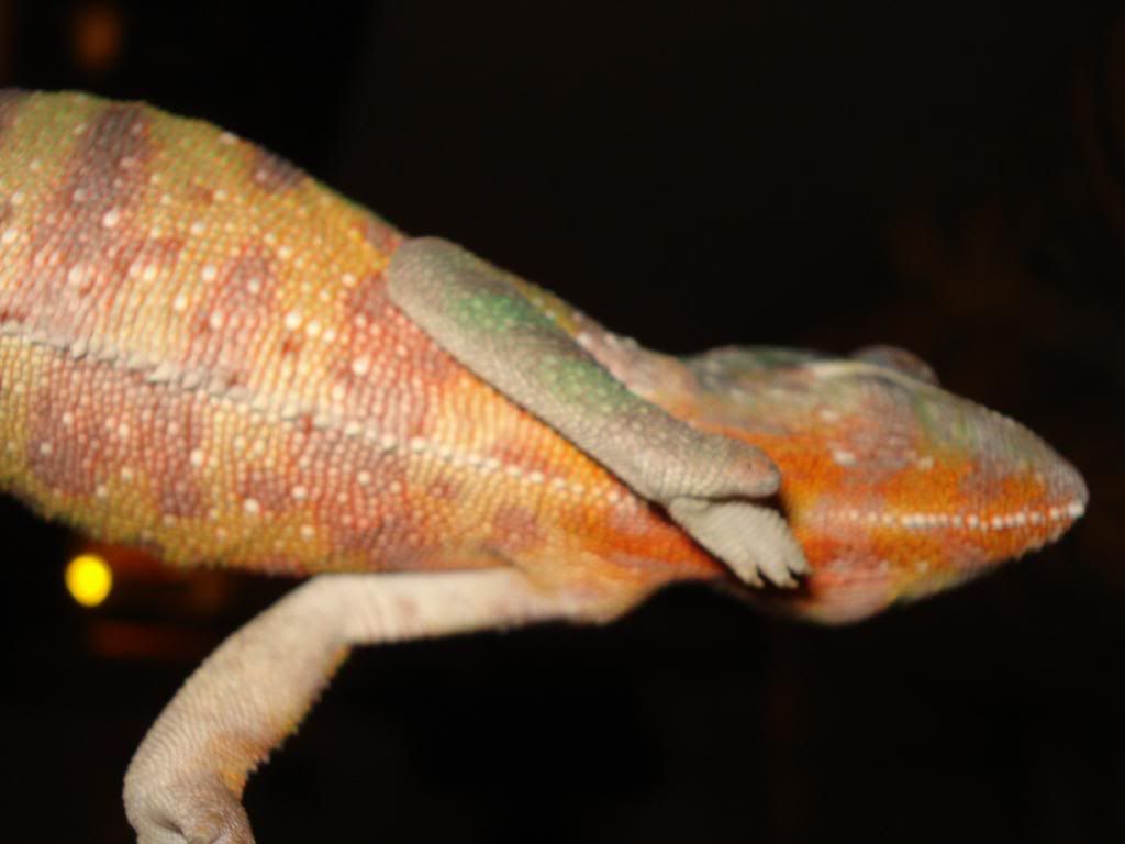 DSC02530.jpg
