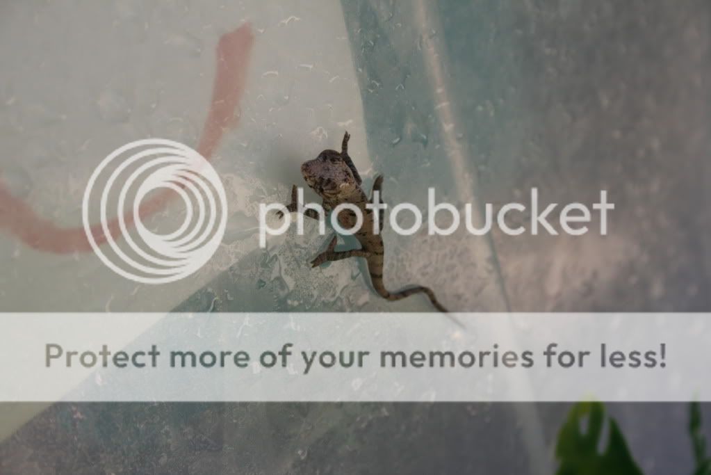 eospics9-19-09014-3.jpg
