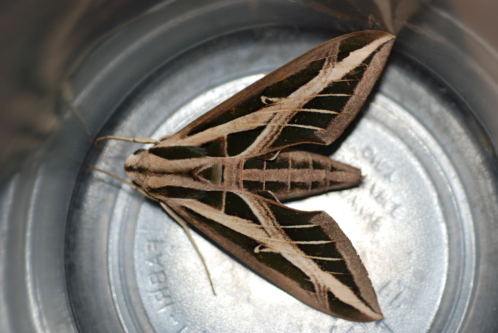 moth006_zps85048417.jpg