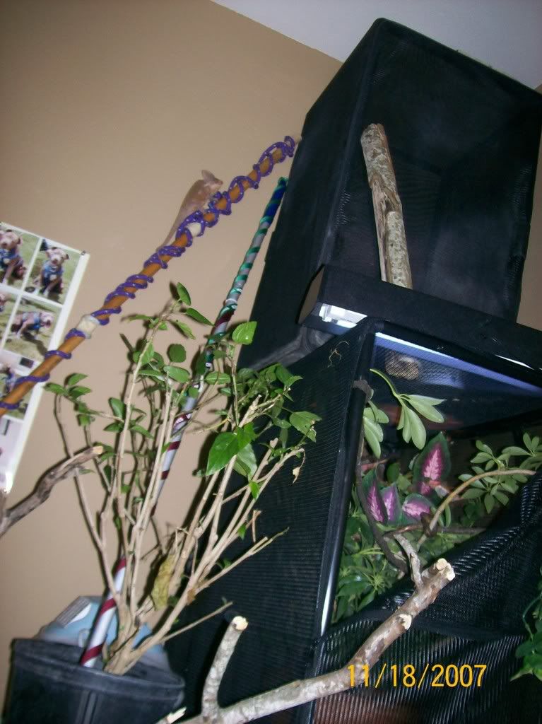 sticks.jpg