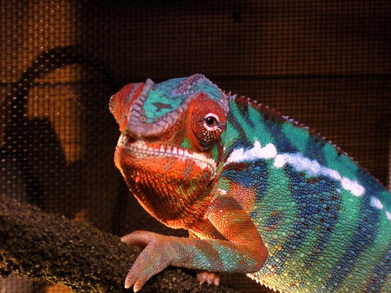 dinocolors2.jpg