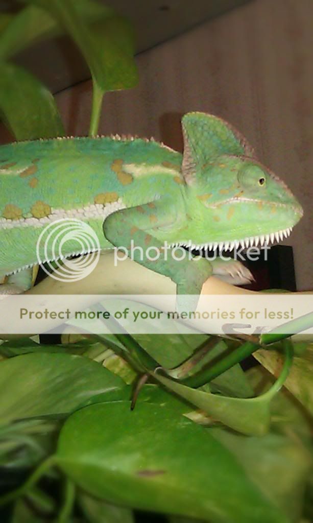 Freerange7_zps4fe25e9f.jpg