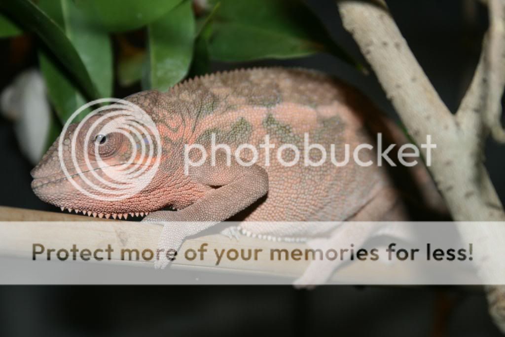 lilfalys015_zps40f33fd3.jpg