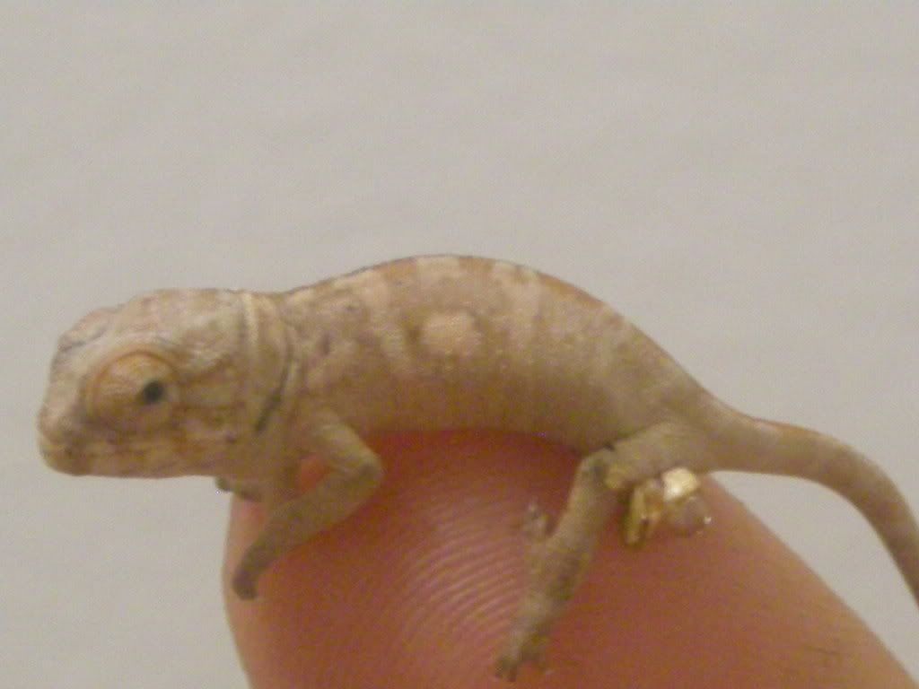 HatchingNosyFaly008.jpg