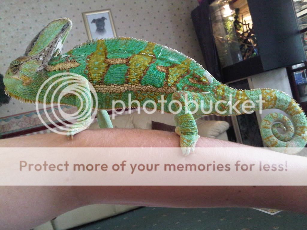 IMG00730-20110709-1316.jpg