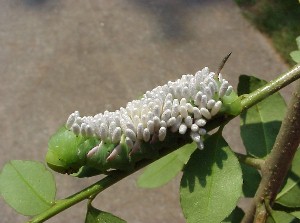 hornworm.JPG