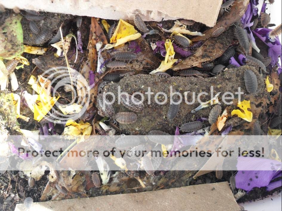 Woodlice2.jpg