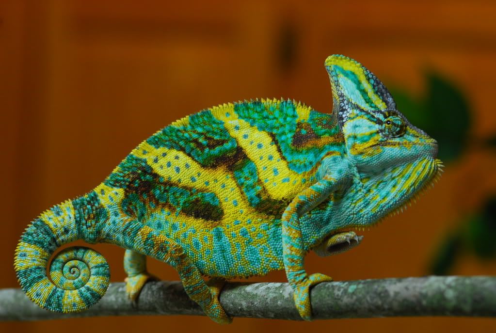 DSC_0574.jpg