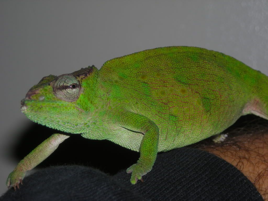 Montium003.jpg