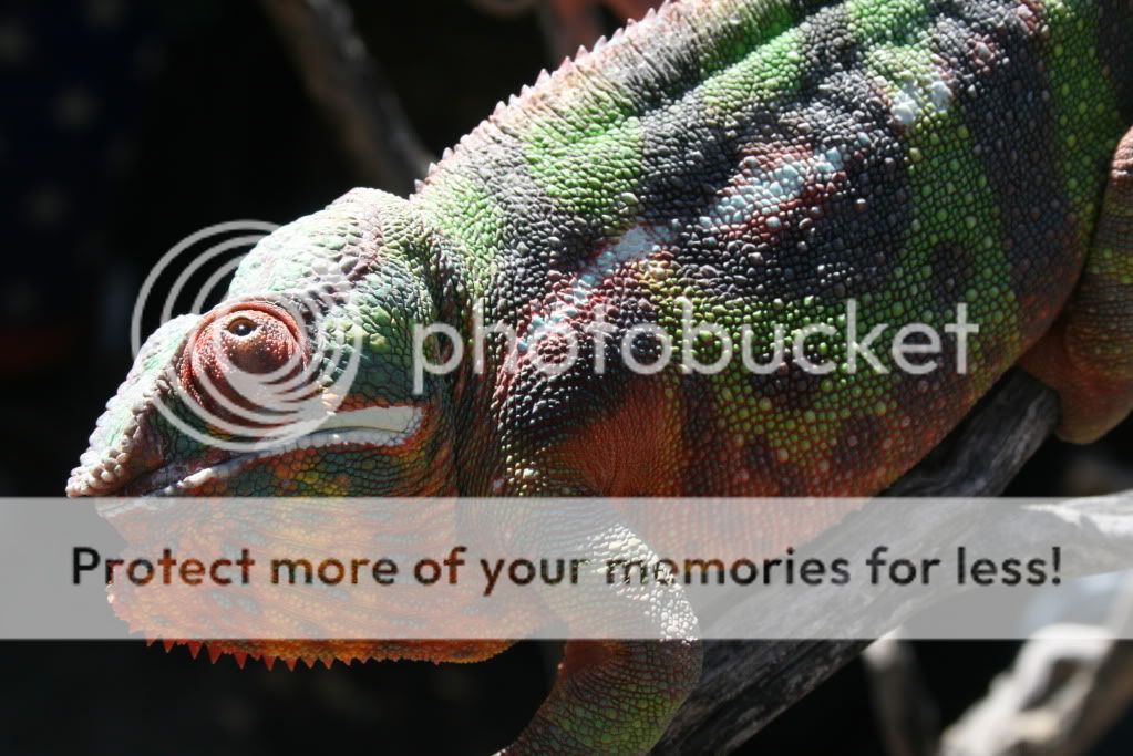 eospics9-19-09055.jpg