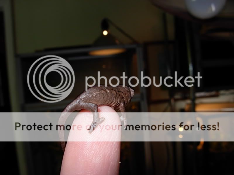 DSCN4534.jpg