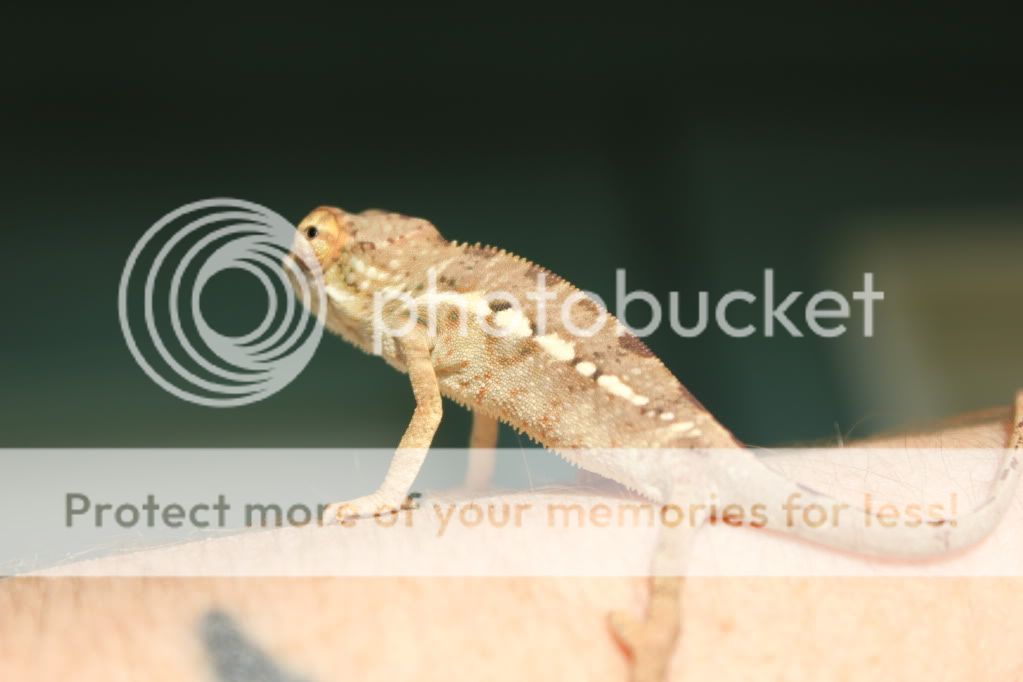 Chamandbugpics160.jpg