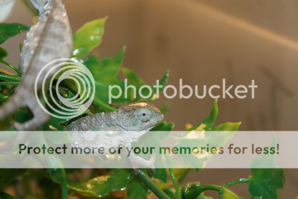 tritonfalybabies028.jpg