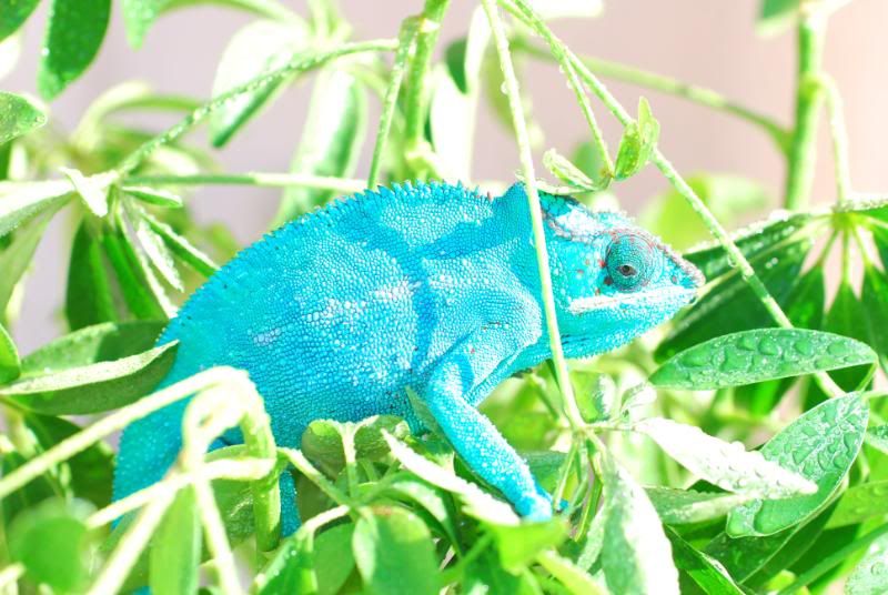 reallyblue.jpg