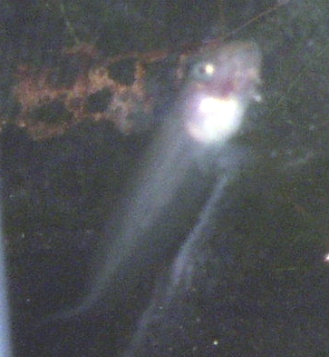 4635910978_bb26096b20_o.jpg