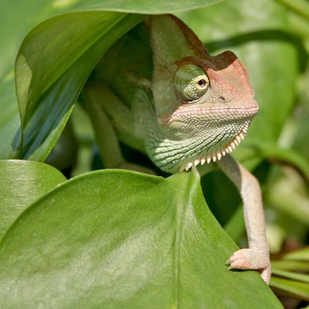 greenboy.jpg