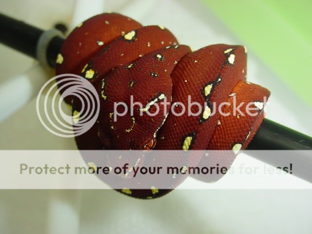 DSC07246.jpg