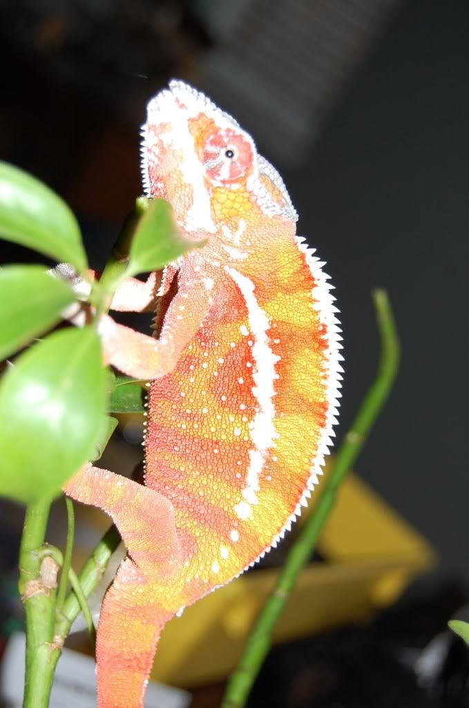 DSC_0078.jpg