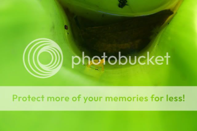 bromeliadwithfrog.jpg